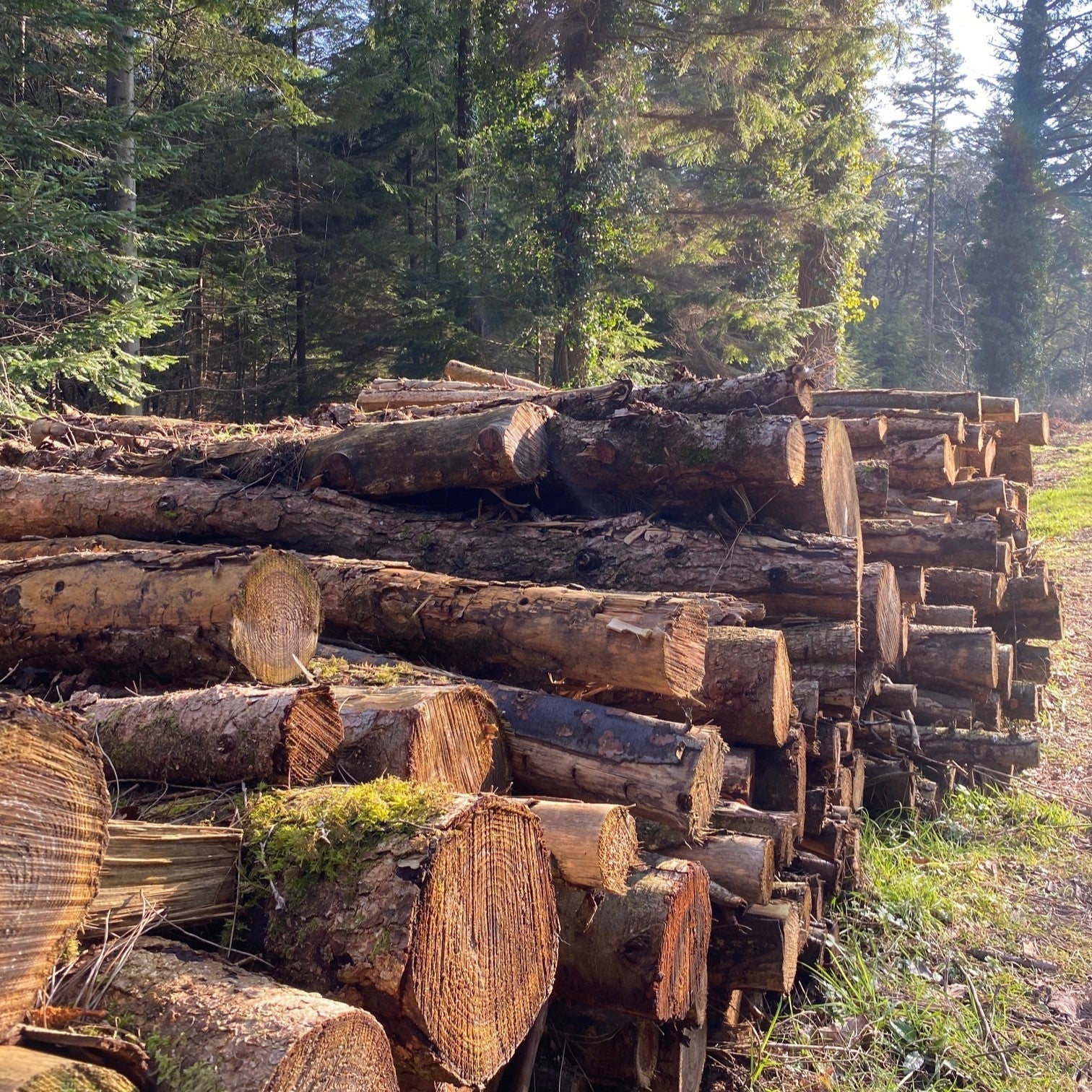 Seeing the Wood from the Trees: Why Sustainable Forestry Matters